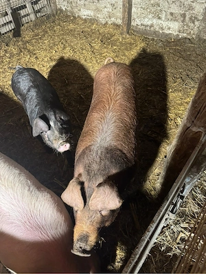 Porci de vanzare - imagine 4