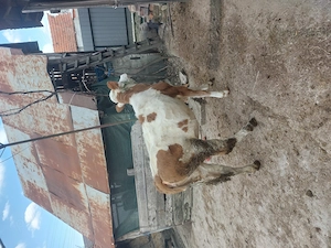 De vanzare vitea baltata romaneasca