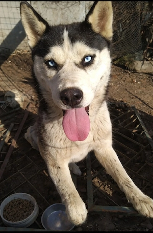 Husky siberian 