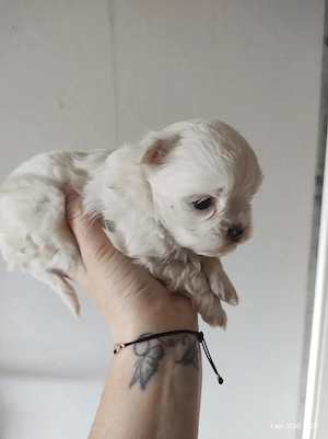 Căței bichon maltez de vanzare