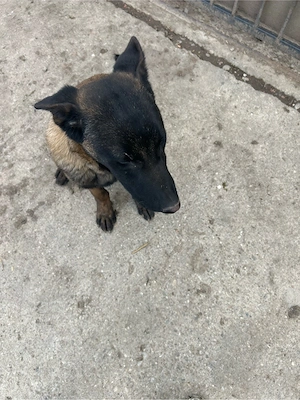 ciobanesc belgian melinos 