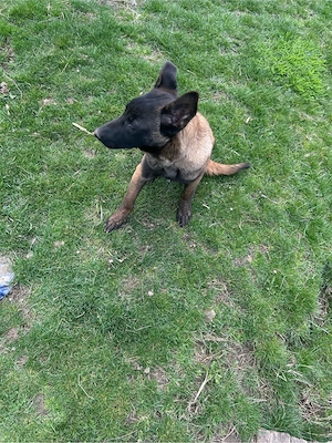 ciobanesc belgian melinos  - imagine 4