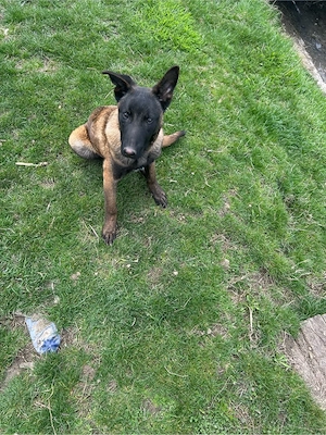 ciobanesc belgian melinos  - imagine 2