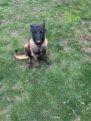 ciobanesc belgian melinos  - imagine 3