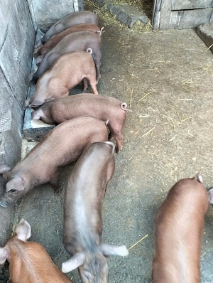 Purceii de 10 saptamanii duroc  - imagine 3