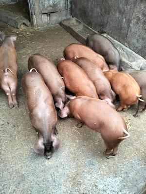 Purceii de 10 saptamanii duroc  - imagine 2