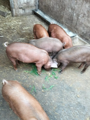 Purceii de 10 saptamanii duroc 