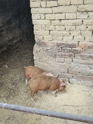 Vând purcei de 6 săptămâni 