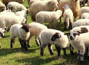 Carne miel pentru paste 100% Romania - imagine 2