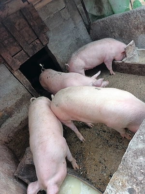 Pentru vineri vand  jumătate de porc 