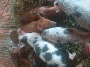 Vând nouă purcei de șapte săptămâni cu 250 de lei bucata