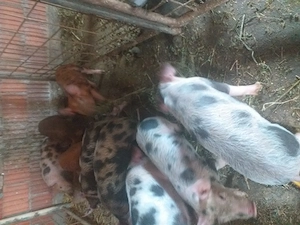 Vând nouă purcei de șapte săptămâni cu 250 de lei bucata - imagine 2