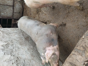 Vand porc de carne! - imagine 2