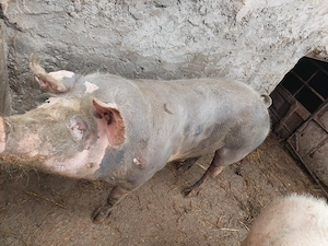 Vand porc de carne! - imagine 3