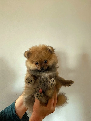 Vinzare pomeranian