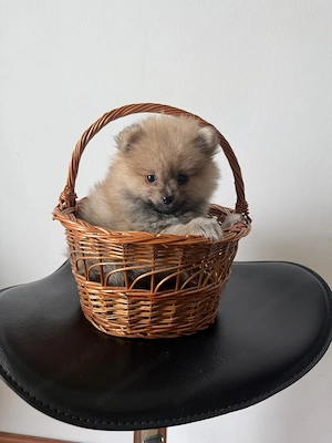 Vinzare pomeranian - imagine 2