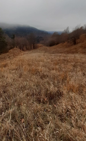 5000 mp teren in Potoci, Neamt - imagine 8