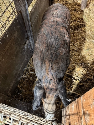 Porci de vanzare Mistret cu Mangalita - imagine 4