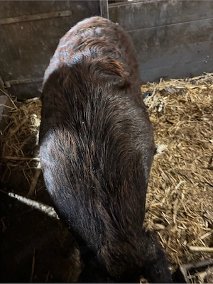 Porci de vanzare Mistret cu Mangalita