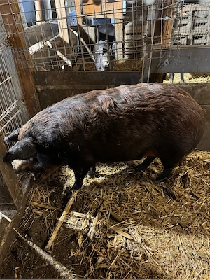 Porci de vanzare Mistret cu Mangalita - imagine 5