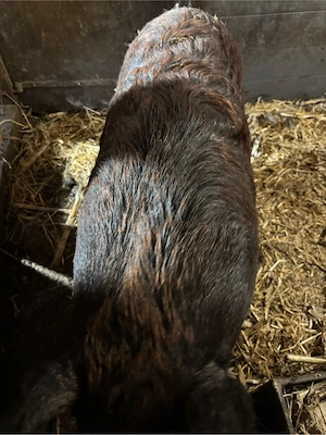 Porci de vanzare Mistret cu Mangalita - imagine 2