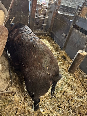 Porci de vanzare Mistret cu Mangalita - imagine 3