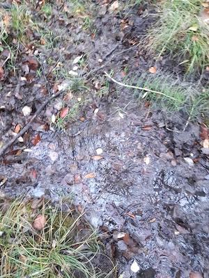 5000 mp teren in Potoci, Neamt - imagine 7