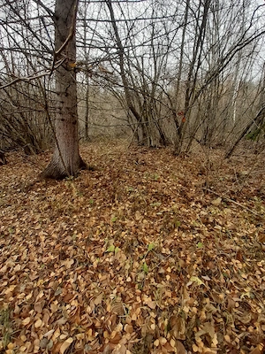 5000 mp teren in Potoci, Neamt - imagine 9