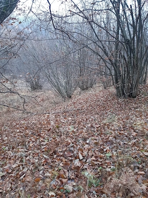 5000 mp teren in Potoci, Neamt - imagine 6