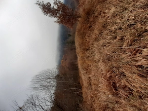 5000 mp teren in Potoci, Neamt - imagine 4