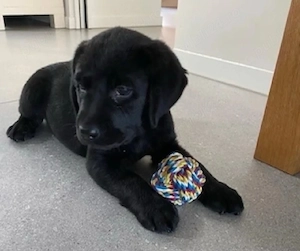 Labrador Retriever cu pedigree 