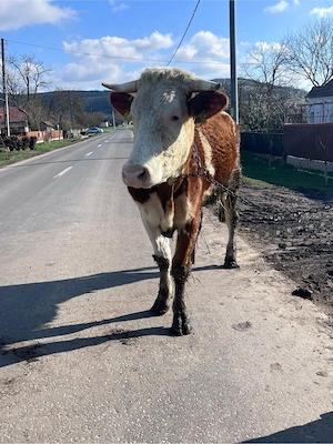 De vânzare !! - imagine 2