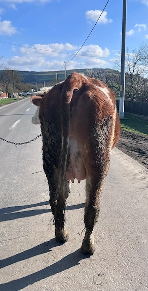 De vânzare !! - imagine 5