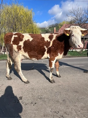 De vânzare !! - imagine 3