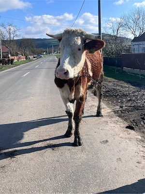 De vânzare !! - imagine 4