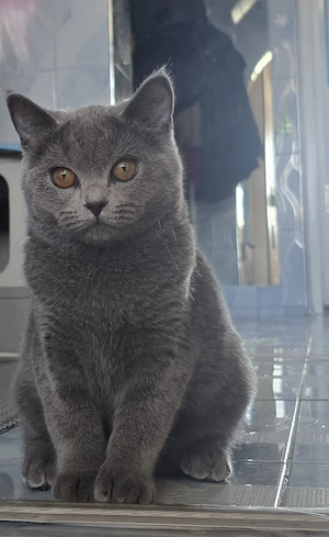 British Shorthair - imagine 4
