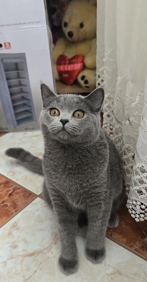 British Shorthair - imagine 3