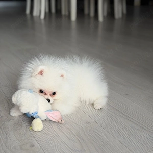 Pomeranian  fetita superba ! extra minni - imagine 2