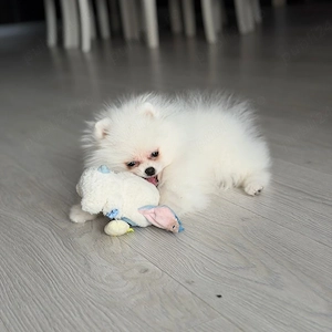 Pomeranian  fetita superba ! extra minni