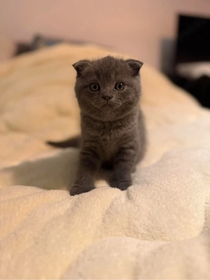 Scottish Fold 