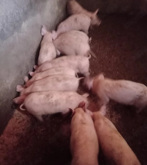 Purcei frumoșii  - imagine 4