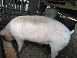 Vând porc +300kg