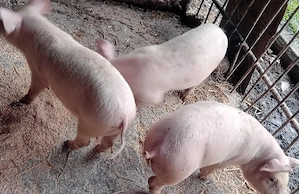 Purcei frumoșii  - imagine 2