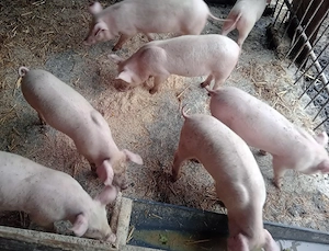 Purcei frumoșii  - imagine 3