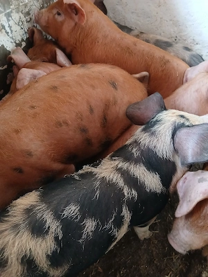 purcei 11 săptămâni 360 lei - imagine 2