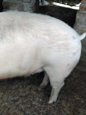 Vând porc +300kg - imagine 3