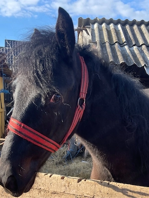 vand cal 7 ani castrat si manza 1 an pachet ambi 10000ron !!!! - imagine 2