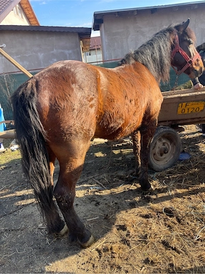 vand cal 7 ani castrat si manza 1 an pachet ambi 10000ron !!!! - imagine 3