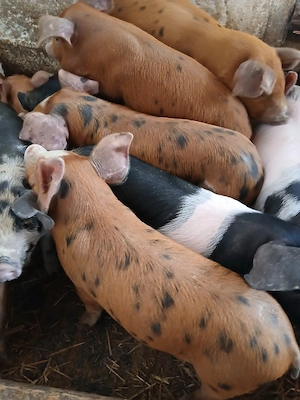 purcei 8 săptămâni 260 lei - imagine 2