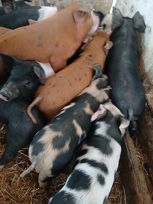 purcei 8 săptămâni 260 lei - imagine 4